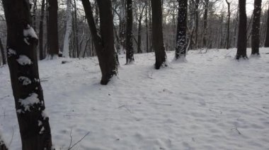 kar kaplı ağaçlar bir kış parkta.