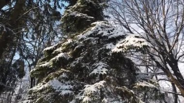 Snow covered trees and spruce in a winter park.