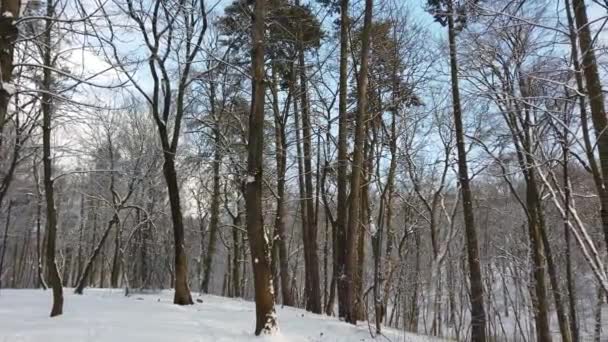 Kar Kaplı Ağaçlar Bir Kış Parkta — Stok video