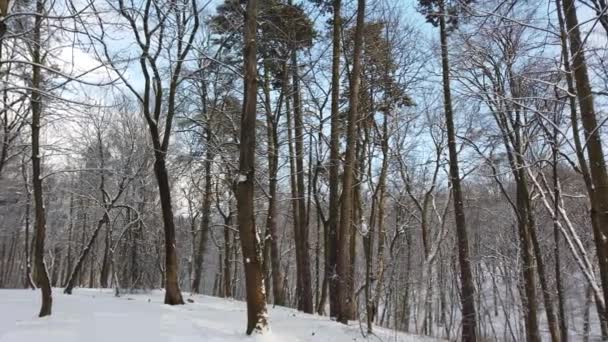 Árboles Cubiertos Nieve Parque Invierno — Vídeo de stock