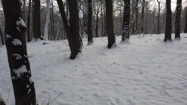 Χιόνι Καλύπτονται Δέντρα Ένα Πάρκο Του Χειμώνα — Αρχείο Βίντεο