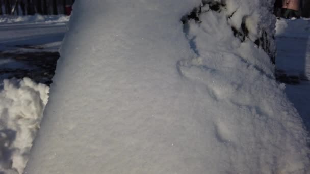 Árvores Cobertas Neve Parque Inverno — Vídeo de Stock