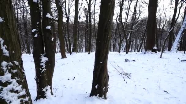 Trees Winter Park — Stock Video