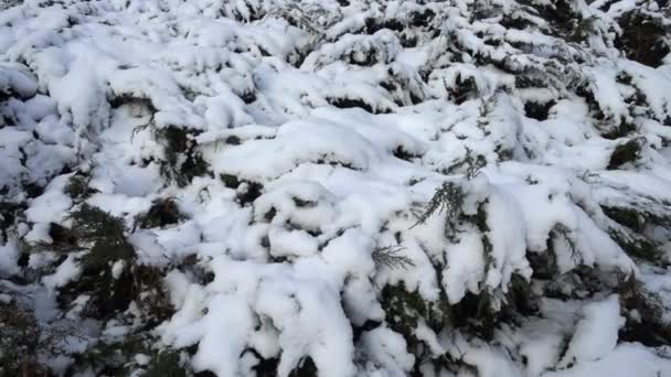 Tui Buskar Vinterpark Täckt Med Snö — Stockvideo