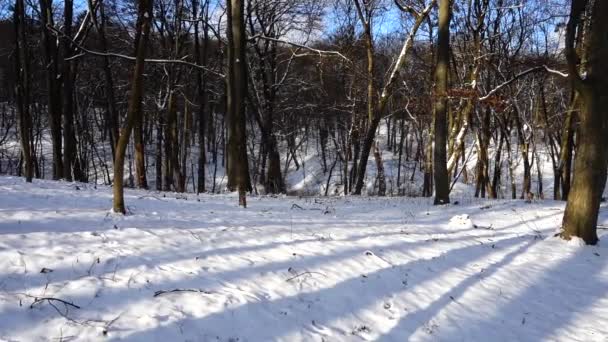 Árvores Parque Inverno — Vídeo de Stock