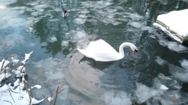 Kışın buzlu gölde beyaz kuğu.