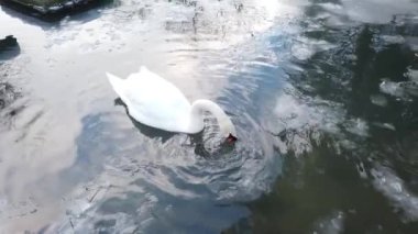 Kışın buzlu gölde beyaz kuğu.