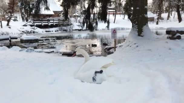 Белый Лебедь Сидит Снегу Рядом Замерзшим Зимним Прудом — стоковое видео