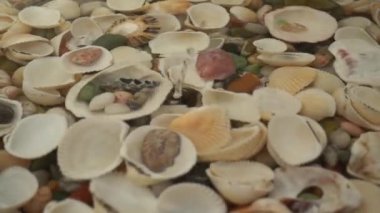 Deniz kabukları ve taşlar suyun altında. Düşen su damlaları. Yavaş çekim.