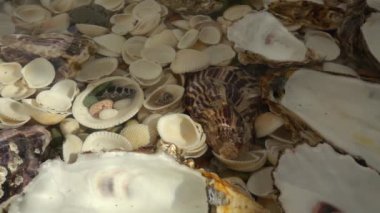 Düşen istiridye kabukları. Yavaş çekim.
