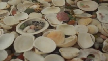 Deniz kabukları ve taşlar suyun altında. Yüzeyde dalgalanmalar.