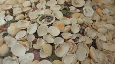 Deniz kabukları suyun altında. Yüzeyde dalgalanmalar.