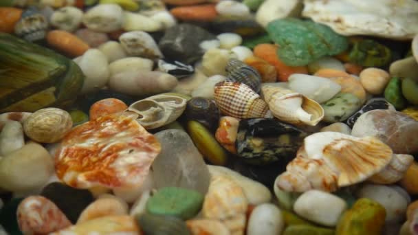 海贝壳和石头在水下滴落的水滴 慢动作 — 图库视频影像
