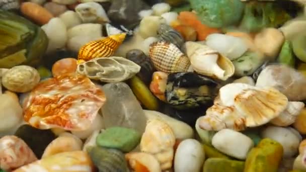 海贝壳和石头在水下表面上的裂痕 — 图库视频影像