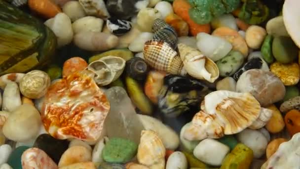 海贝壳和石头在水下表面上的裂痕 — 图库视频影像