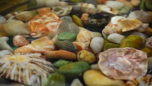 Морські Раковини Каміння Під Водою Падаючі Краплі Води Повільний Рух — стокове відео