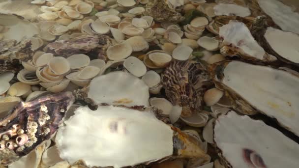 Conchiglie Delle Ostriche Cadono Con Flusso Dell Acqua Rallentatore — Video Stock