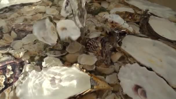 Oyster Shells Fall Flow Water Slow Motion — Stock Video
