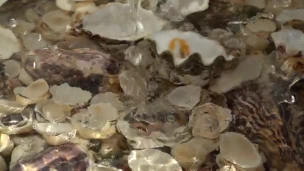 Austernschalen Fallen Mit Dem Fluss Des Wassers Zeitlupe — Stockvideo