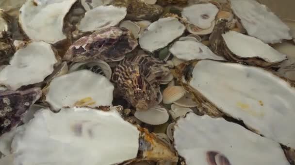 牡蛎壳躺在海贝的水下 — 图库视频影像