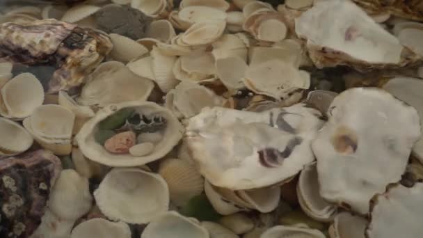 掉下的牡蛎壳慢动作 — 图库视频影像