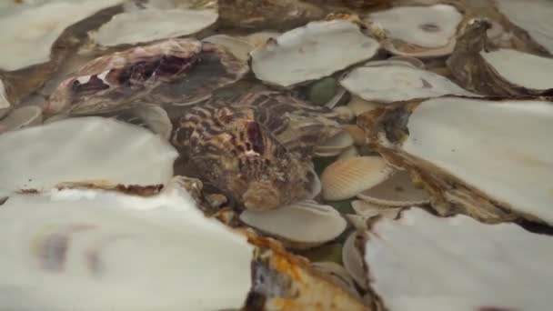 カキ殻は貝殻の上に水中に横たわっています — ストック動画