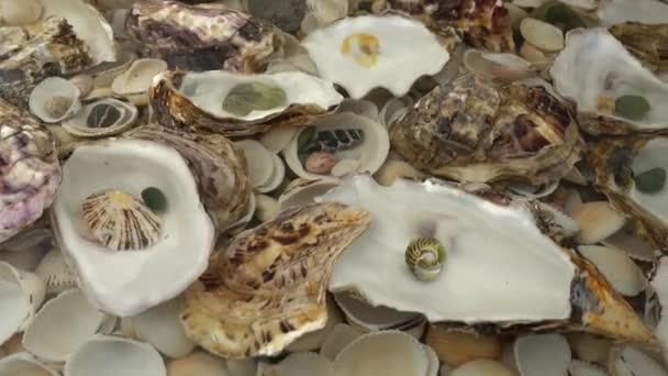 Les Coquillages Huîtres Reposent Sous Eau Sur Les Coquillages — Video