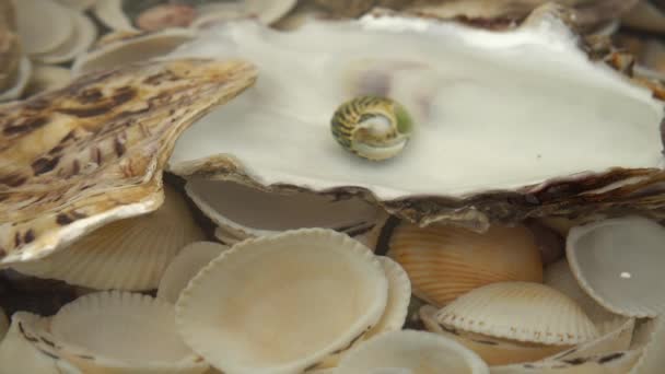 Les Coquillages Huîtres Reposent Sous Eau Sur Les Coquillages — Video