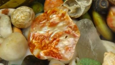 Deniz kabukları ve taşlar suyun altında. Yüzeyde dalgalanmalar.