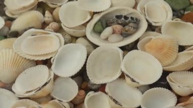 Deniz kabukları suyun altında. Yüzeyde dalgalanmalar.