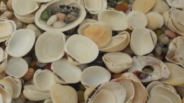 Deniz kabukları suyun altında. Yüzeyde dalgalanmalar.