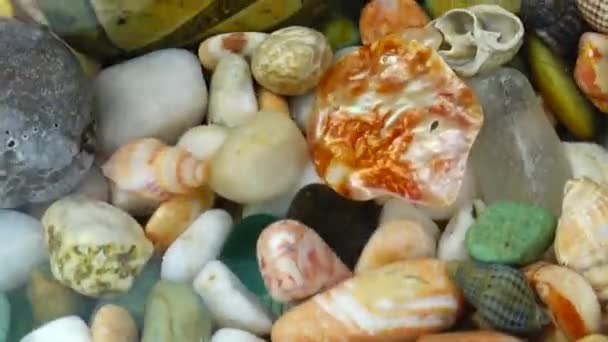 Морские Раковины Камни Водой Рябь Поверхности — стоковое видео