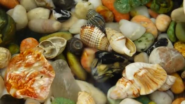 Muscheln Und Steine Unter Wasser Wellen Der Oberfläche — Stockvideo