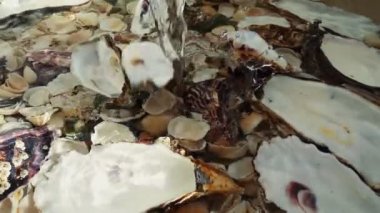 İstiridye kabukları suyun akışıyla birlikte düşer. Yavaş çekim.