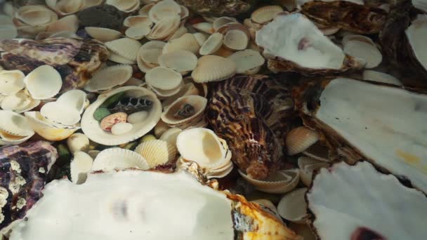 Falling Oyster Shells Slow Motion — Stock Video