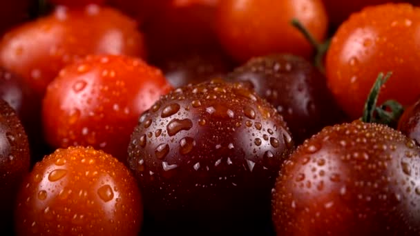 Tomates Cherry Sobre Fondo Negro Gotas Agua — Vídeos de Stock