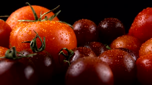 Tomates Cereja Fundo Preto Gotas Água — Vídeo de Stock