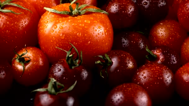 Tomates Cherry Sobre Fondo Negro Gotas Agua — Vídeos de Stock