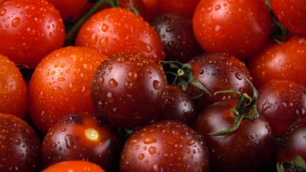 Tomates Cherry Sobre Fondo Negro Gotas Agua — Vídeos de Stock