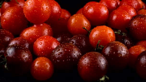 Tomates Cereja Fundo Preto Gotas Água — Vídeo de Stock