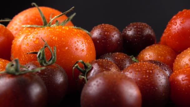 Pomidory Wiśniowe Czarnym Tle Kroplach Wody — Wideo stockowe