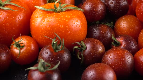 Tomates Cherry Sobre Fondo Negro Gotas Agua — Vídeo de stock