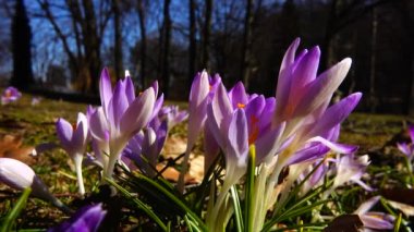 Parkta bahar çiçekleri var..
