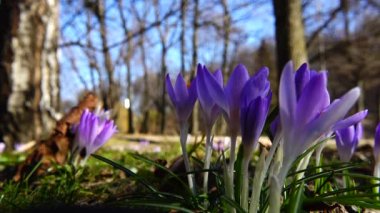 Parkta bahar çiçekleri var..