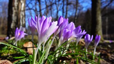 Parkta bahar çiçekleri var..