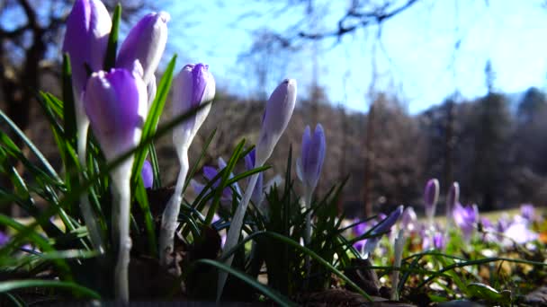 Lente Bloemen Krokussen Het Park — Stockvideo