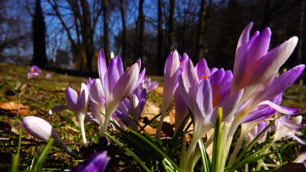 Lente Bloemen Krokussen Het Park — Stockvideo