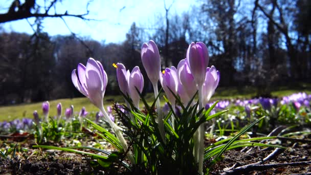 Tavaszi Virágok Crocus Parkban — Stock videók