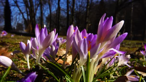 Lente Bloemen Krokussen Het Park — Stockvideo