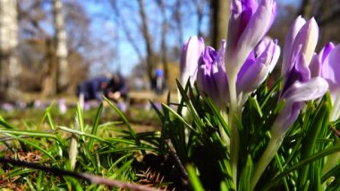 Parkta bahar çiçekleri var..